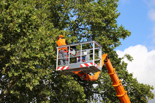 Reliable Mountain View, NC Tree Service Solutions